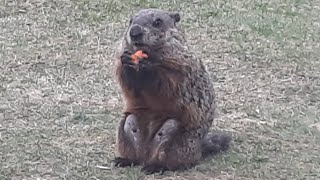 Yuna Sparkle Enjoying Another Healthy Carrot 🥕🐾 #groundhog #cute #adorable #carrot #yuna #sparkle