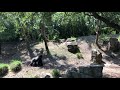 May 22 - Western Lowland Gorillas