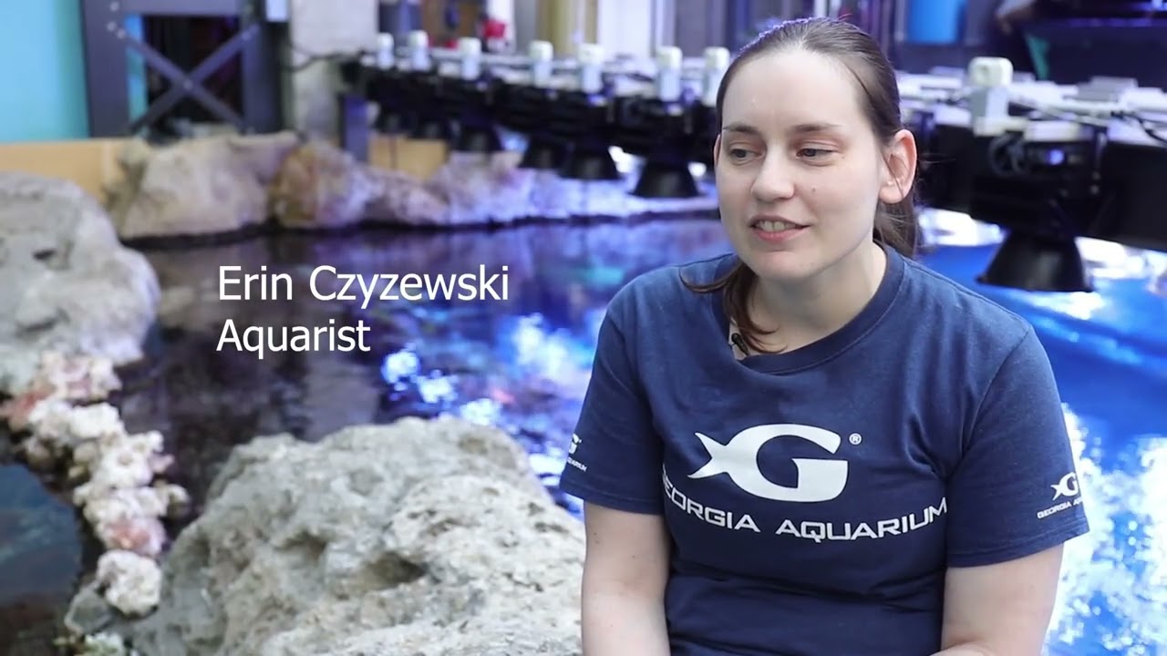 Amazing sharks 22 Zebra Sharks