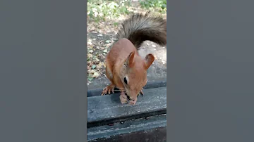 Это первый раз, когда белка встречает меня / This is the first time a squirrel meets me