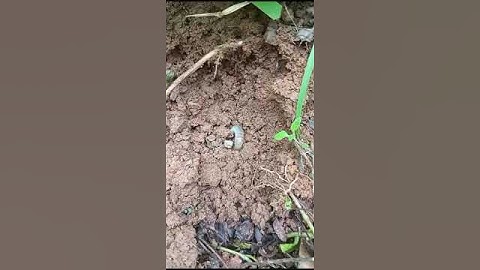 Wriggling Bug Goes Home As The Rain Comes In The Rain Forest, Pacitan, East Java, Indonesia, 2025