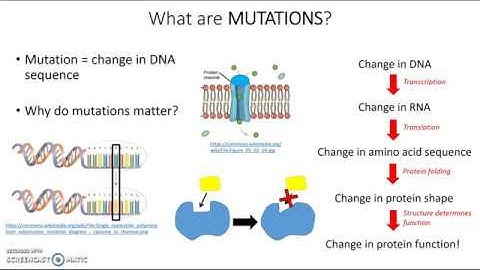 Introduction to mutations