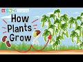 How plants grow