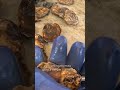 How Long Island Oysters Go From Water to Plate
