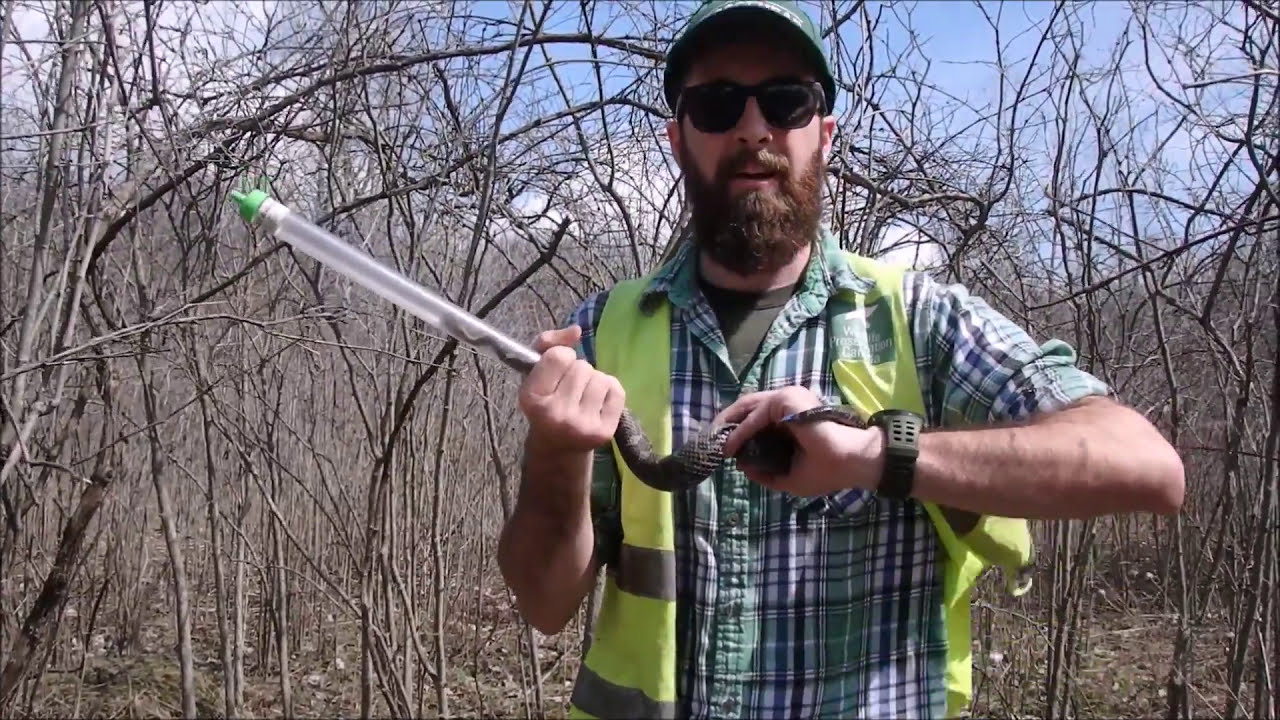 video phone beyonce mp3 Massasauga mark-recapture surveys - Chunks the Massasauga