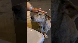 Este perro callejero lloró al recibir comida ❤