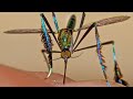 Mosquito Комар Mosquito Комар