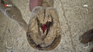 A horse bleeding and hurting