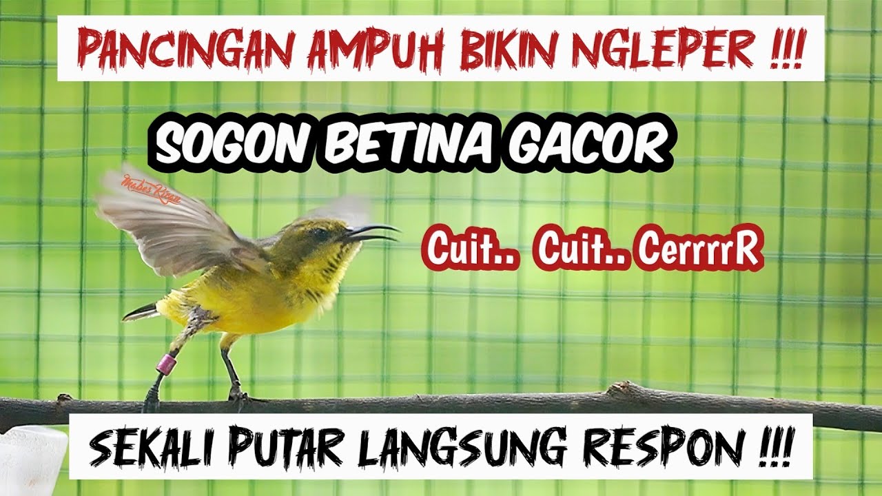 SOGON BETINA PIKAT GACOR MEMANGGIL JANTAN AMPUH UNTUK PANCINGAN SOGON AGAR BUNYI DAN NAIK BIRAHI