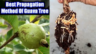 Guava Tree Air Layering Propagation | Air Layering  On Guava Tree | Propagation Method Of Guava Tree