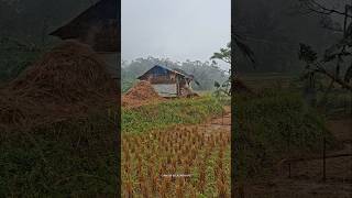 Hujan deras di gubuk sawah dan kenangan tak terlupakan 🌧🌧 #hujan #desa