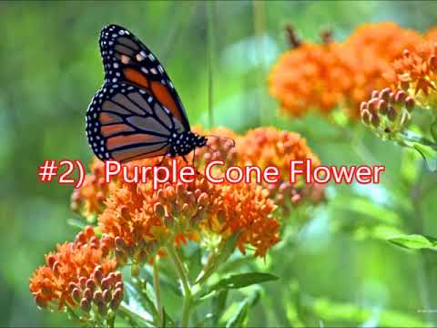 Video: Zone 5 Butterfly Garden Plante - Plante potrivite pentru fluturi din Zona 5