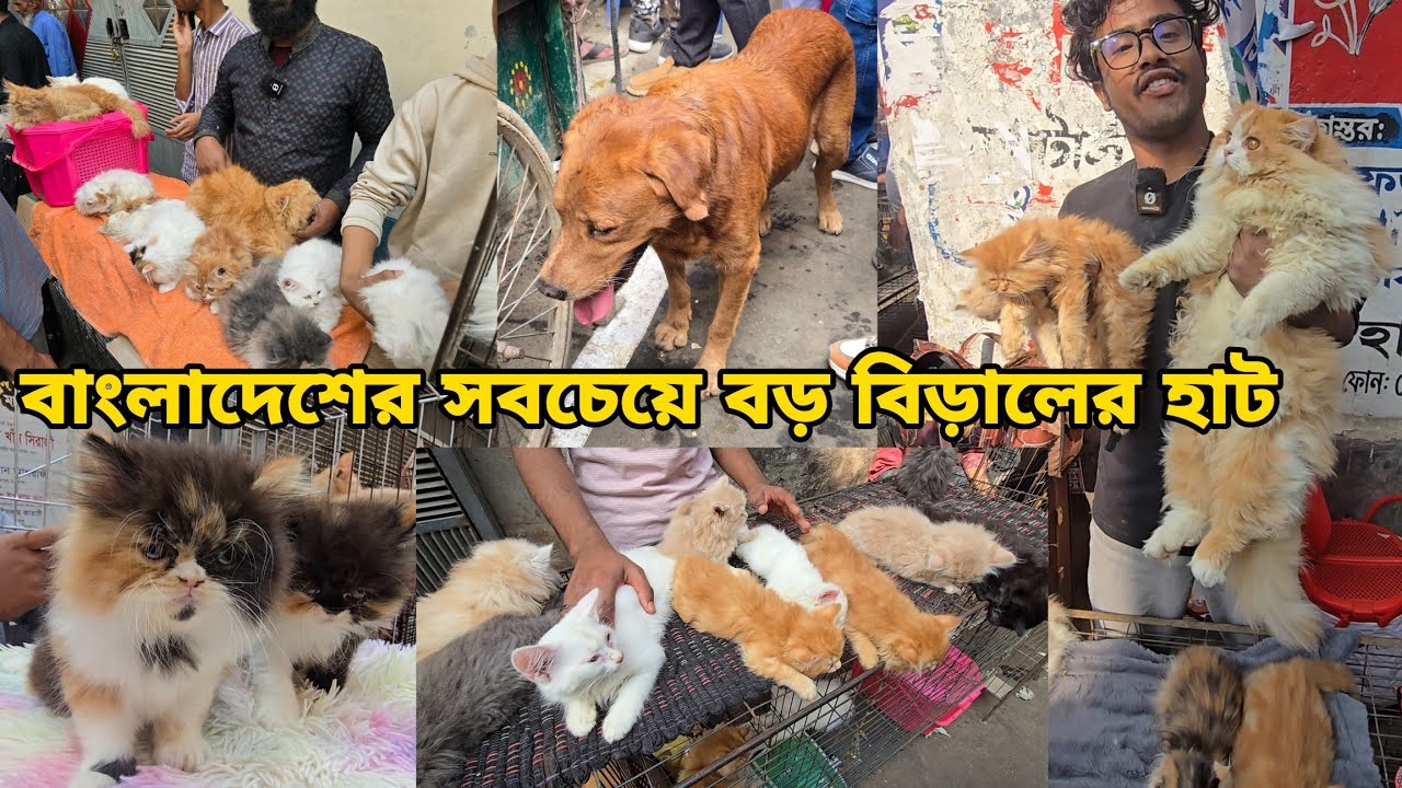 মিরপুর ১ বিড়ালের হাট • Persian in Bangladesh | Biraler dam, Mixed cat,bengal cat_Mirpur biraler hat