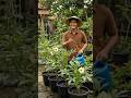 Mau Okra Berbuah Lebat? Rahasianya Ada di Benih Ini!