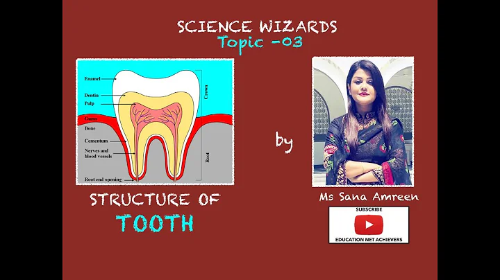 STRUCTURE OF TOOTH | SANA AMREEN | SCIENCE WIZARD ...