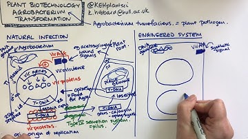 Plant biotechnology - Agrobacterium transformation