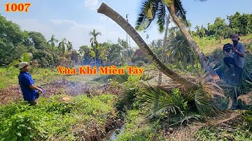 Cây Dừa ở chỗ trống , Vua Khỉ Miền Tây cưa hạ nguyên thân có khó không ? Cutting coconut trees