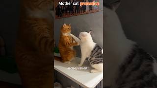 Mother cat protection 😺|