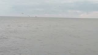 dolphins in Georgia