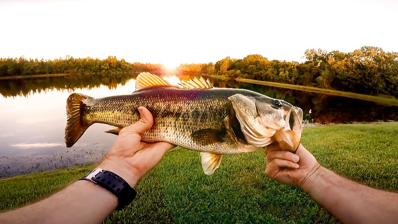 Weigh Every Bass Challenge Accepted – Florida Bass Fishing