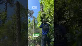 Tree Services in Georgia