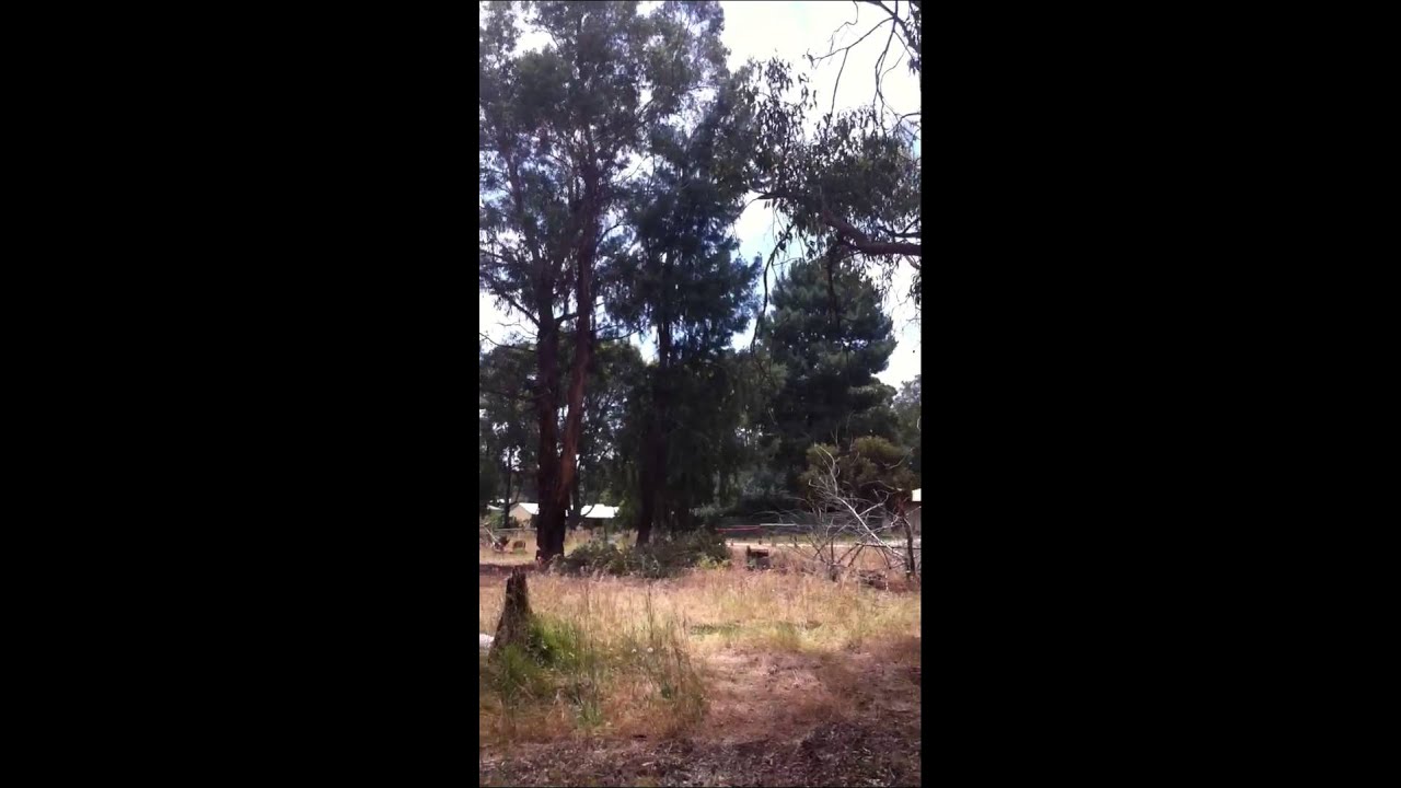 Large stringy bark down