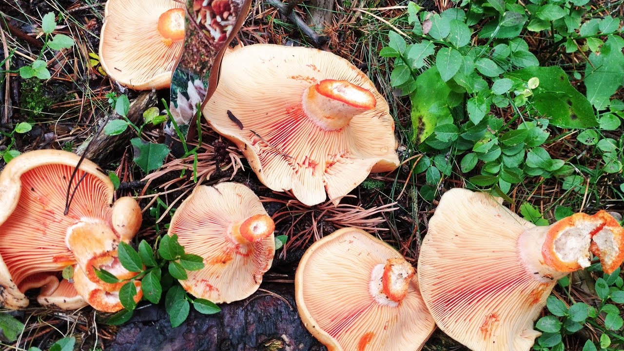 NISCALOS XXL Y ROBELLON XXL. ¡BROTADA IMPRESIONANTE! SETAS 2022