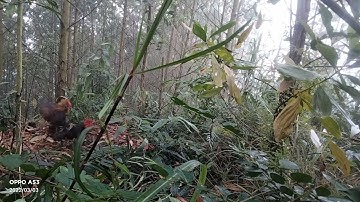 bẫy gà rừng miền bắc mới 2022