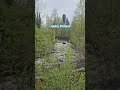 Riverside #river #juuka #finland #2024 #spring #nature #shortvideo #shorts #short #youtubeshorts #yt