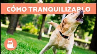 Cmo Calmar A Un Perro Asustado  6 Consejos Para Tranquilizarlo
