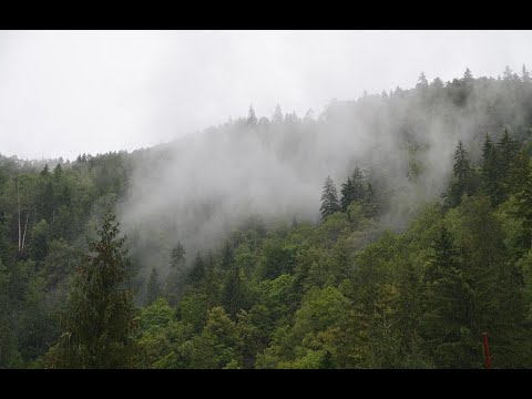 Tibisor Gheza-In pasunea