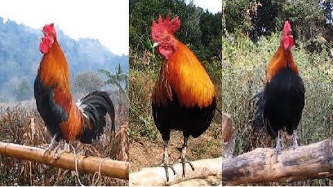 Qaib Cuab Qua Zoo Cuab Tuaj Zoo Heev