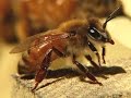 Silence of the Bees (Nature Documentary, Full Length)