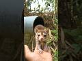 Tiny Magical Creature from a Village Hole! 🐾✨ #Shorts #YtShorts #ViralShorts #CuteAnimals