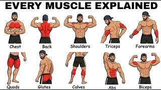 EVERY MUSCLE GROUP EXPLAINED in 7 minutes Update