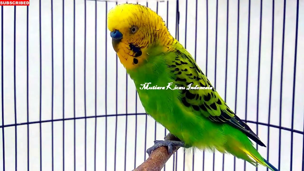 PARKIT GACOR ! Pancingan Parkit Biar Bunyi dan Gacor untuk Parkit Ombyokan Bahan Bisu Macet Bunyi