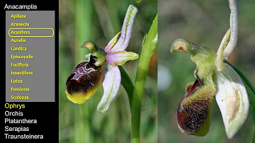 Où trouver orchidée sauvage ?