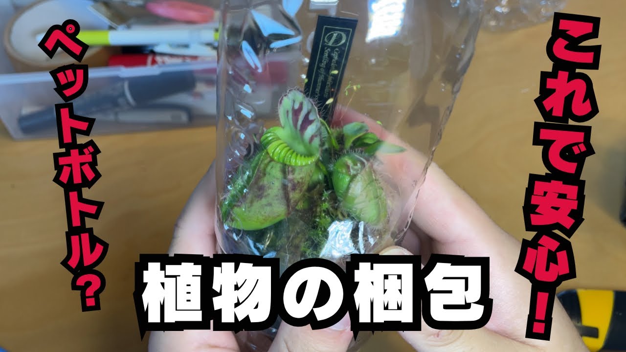【これで安心】私の植物の梱包の仕方をご紹介　食虫植物　観葉植物