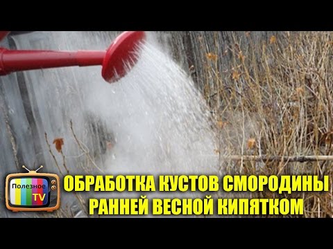 Облив кустов смородины