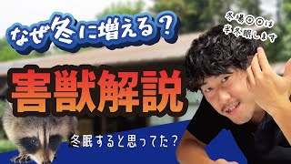 害虫・害獣駆除のプロが害獣について解説してみた。