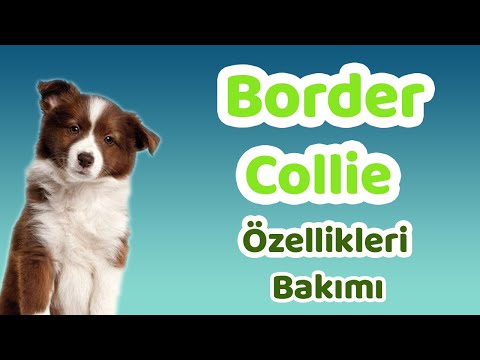 Video: Border Collie Köpek Köpek Cinsi Hipoalerjenik, Sağlık Ve Ömrü