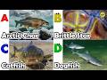 Cute ocean animals | ABC phonics animals | ABC Sea Animals song | English and Animals for Kids