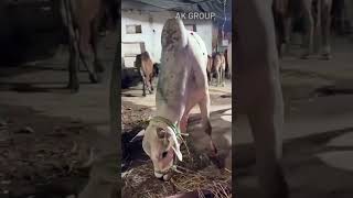 biggest ongole bulls