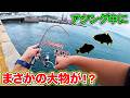 【離島生活#82】アジング中に予想外の大物が食いついた！！