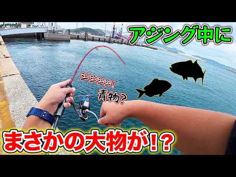 [Island Life #82] An unexpectedly large fish took the bait while I was ajing (horse mackerel fish...