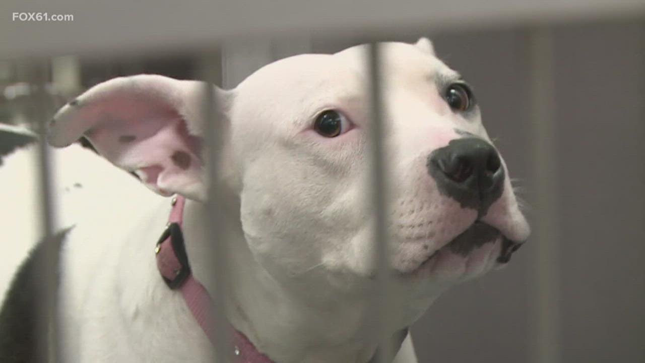 Connecticut humane society to shelter florida dogs after hurricane