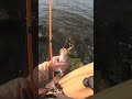 HYBRID STRIPED BASS STRIKE #fish #fishing #nature #texas #spring #bigfish #bassfishing #cool #big