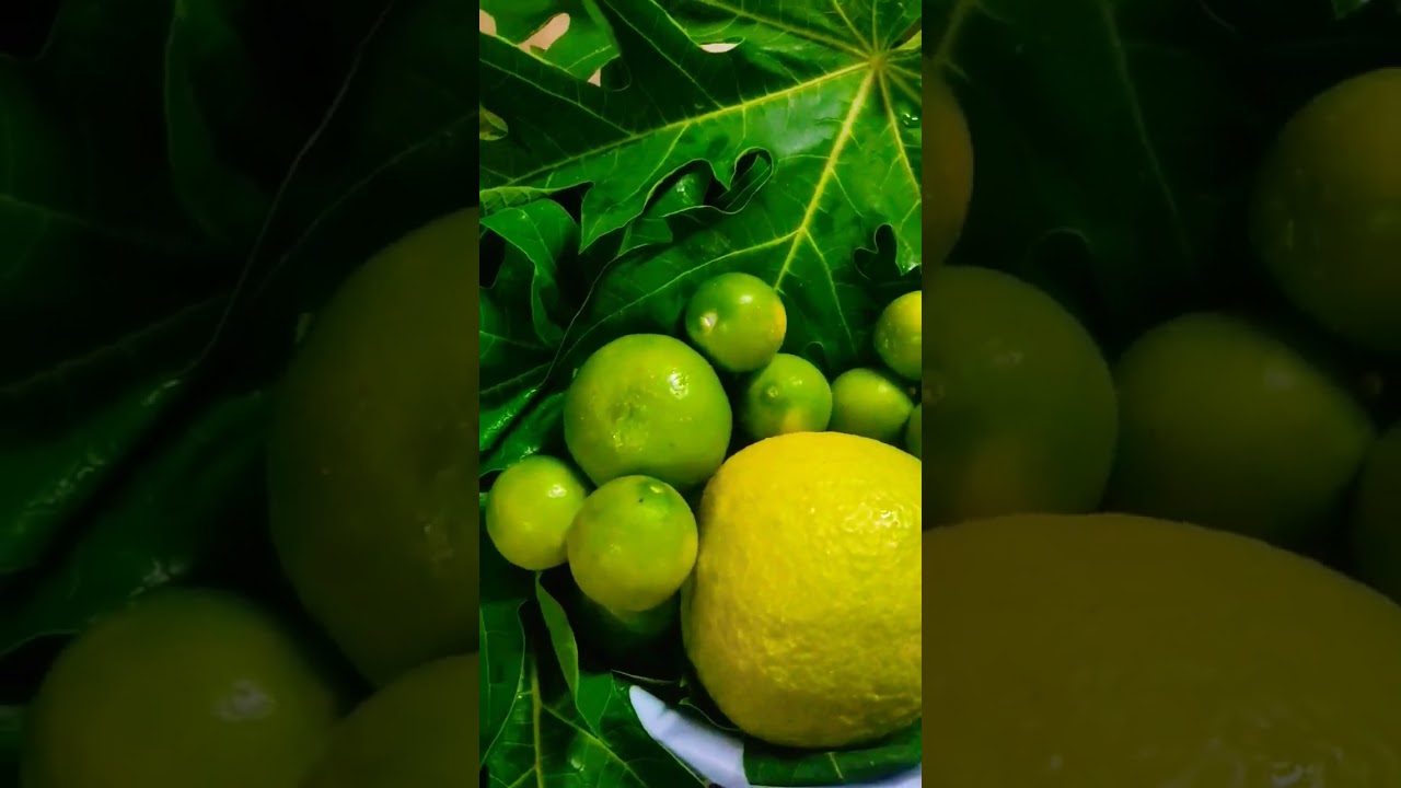 Extract of these natural fruits are treatment for dengue fever