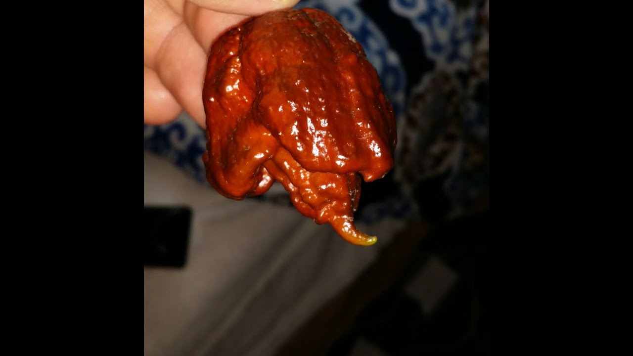 "7 Pot Douglah" Pod Test