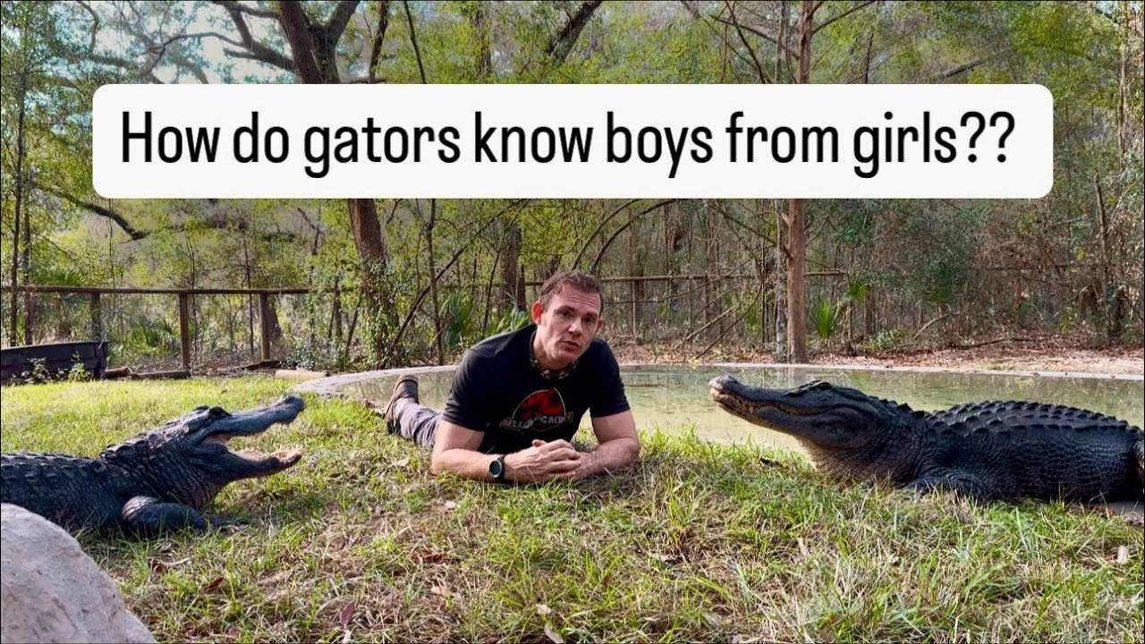 How do gators know boys from girls?